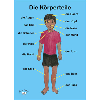 German Vocabulary Poster: Die Krperteile (A3)