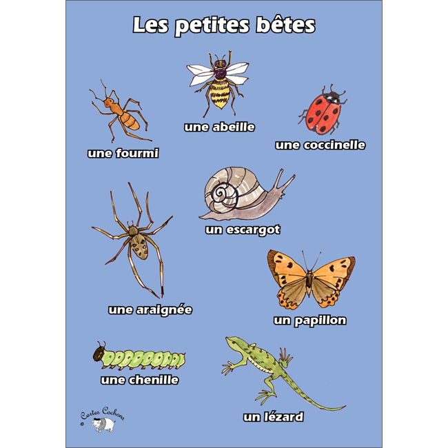 French Vocabulary Poster: Les petites btes (A3)