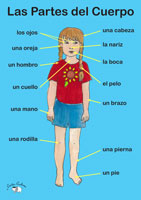 Poster (A3) - Las Partes del cuerpo