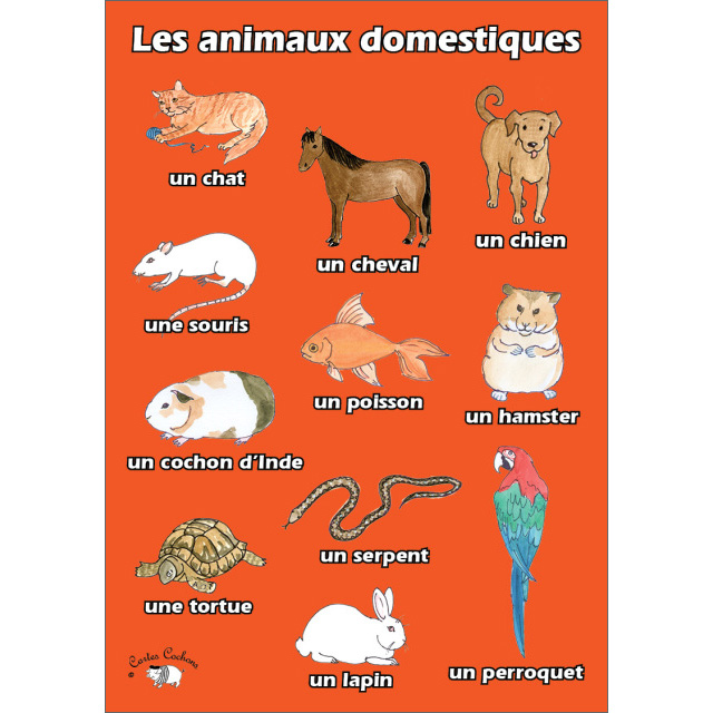 French Vocabulary Poster | Les animaux domestiques - Little Linguist