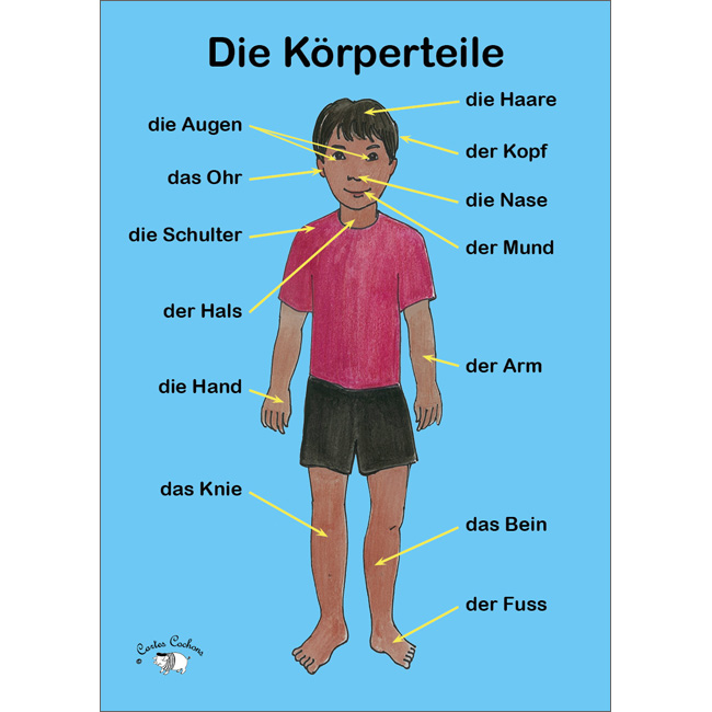 German Vocabulary Poster: Die Körperteile (A3)