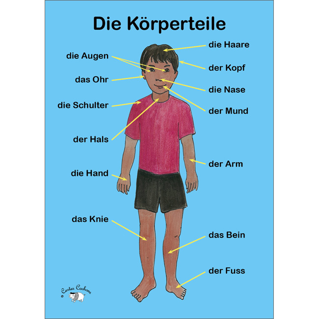 German Vocabulary Poster: Die Krperteile (A3)