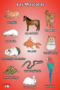 Poster (A3) - Las Mascotas