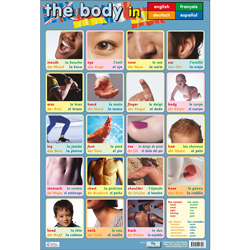 The Body Poster (in 4 Languages)