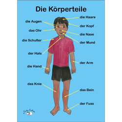 German Vocabulary Poster: Die Körperteile (A3)